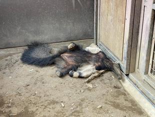 オオアリクイ通信　「ポピー」はとても面白いアリクイ