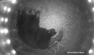 レッサーパンダ　成長記３