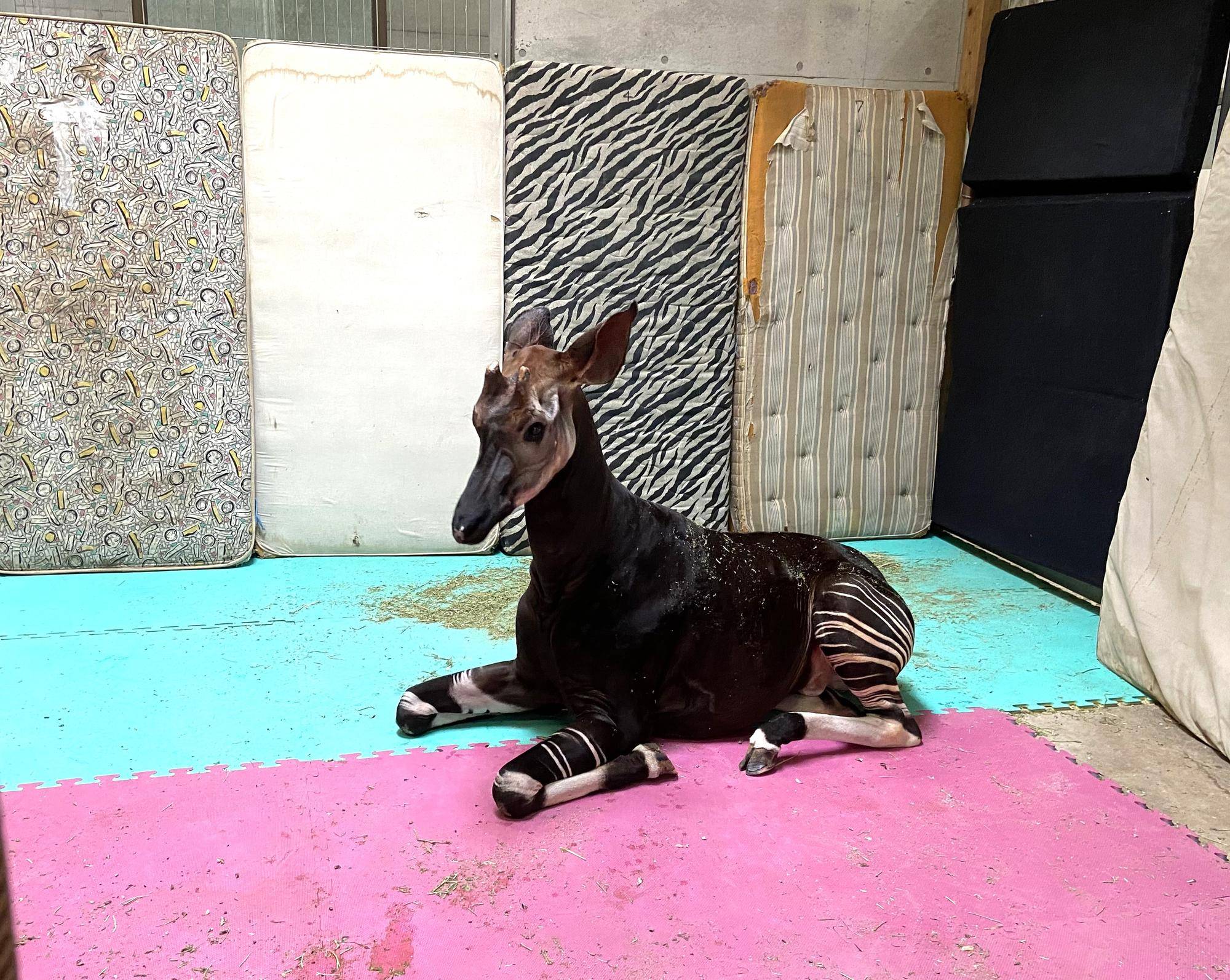 【獣医ブログ】動物たちよ、おやすみなさ~い②の写真