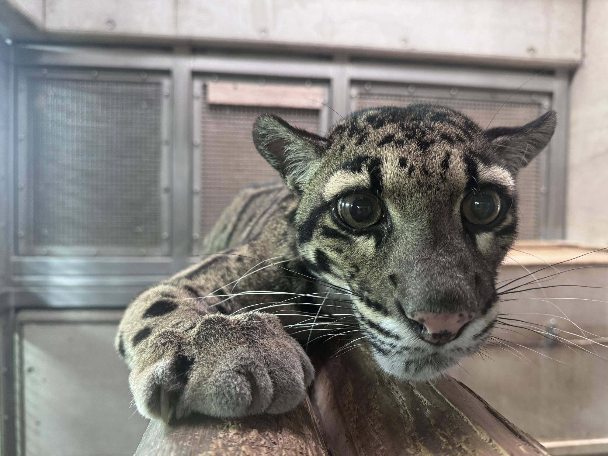 ウンピョウのステイシーの写真