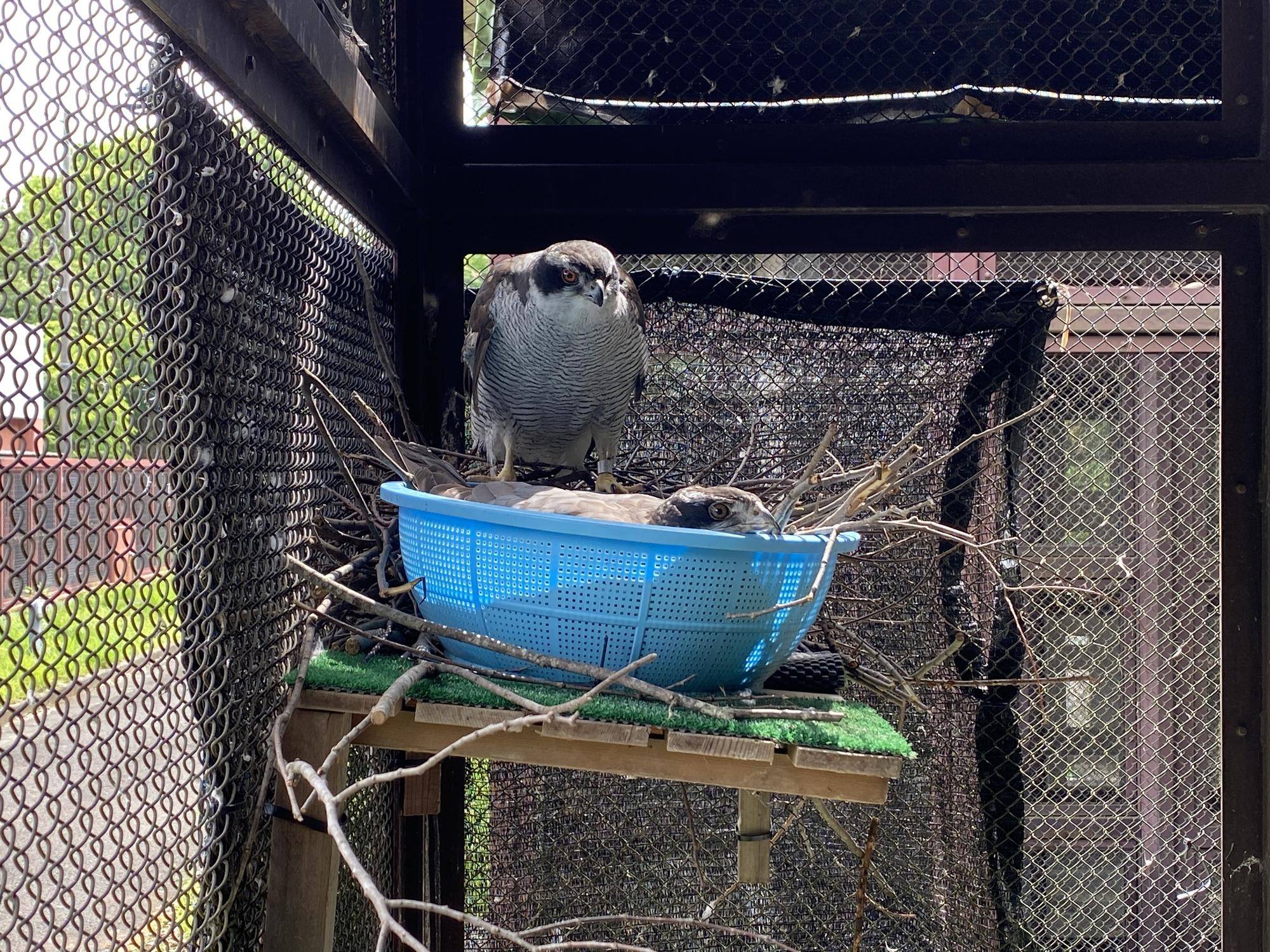 オオタカ初めてのマイホームづくり🏠③の写真