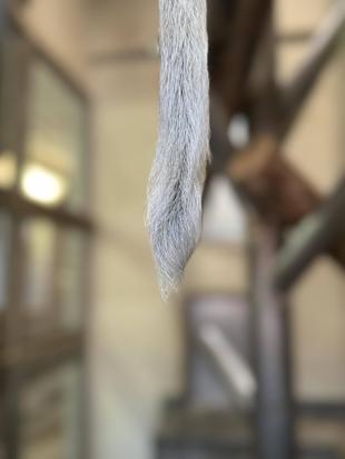 テングザルのしっぽ☆*+。