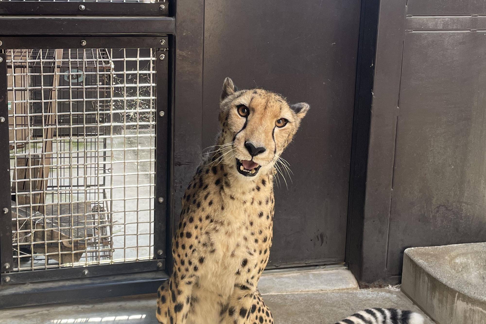 チーターブログ サハラの近況の写真