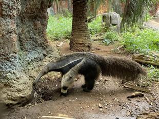 オオアリクイ通信　イケメンアルノー🐜⭐︎