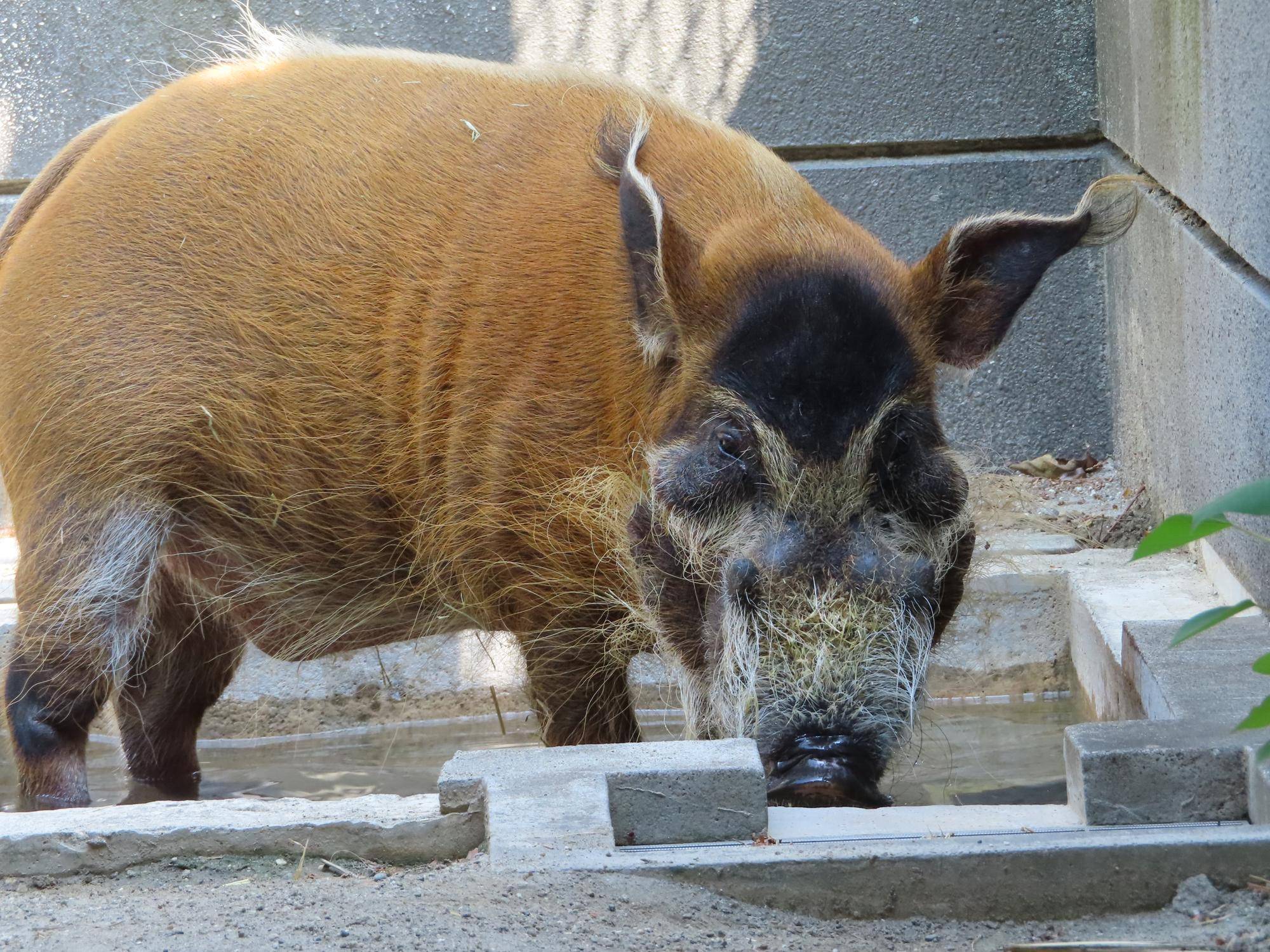 暑さと戦う🐗の写真