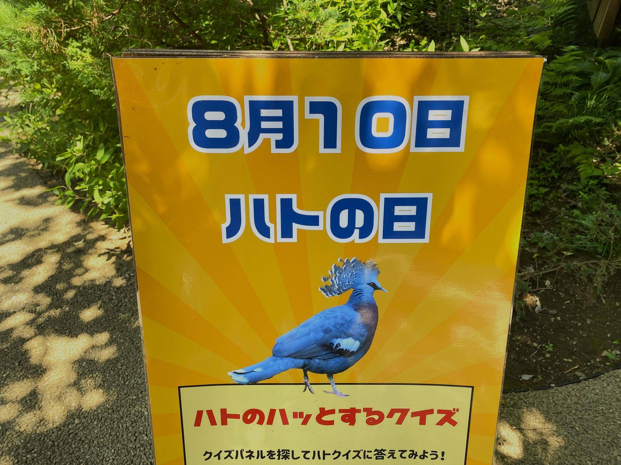 ハトの日イベント実施しました🕊の写真