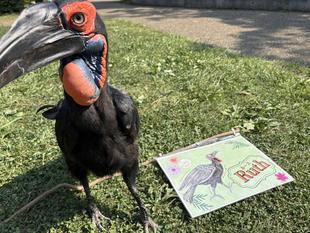 ルースの新たな挑戦！