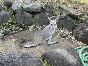 ムームー順調に成長中！