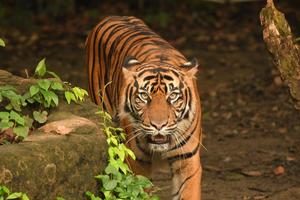 東京・横浜ベストスポット '07 (マップルマガジン) 昭文社 よこはま動物園ズ よこはま動物園ズーラシア公式サイト｜公益財団法人 横浜市緑の協会