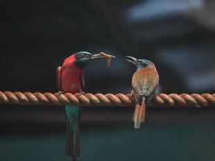 ベニハチクイ繁殖しました！