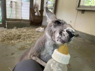 ムームー卒乳＆展示デビュー！