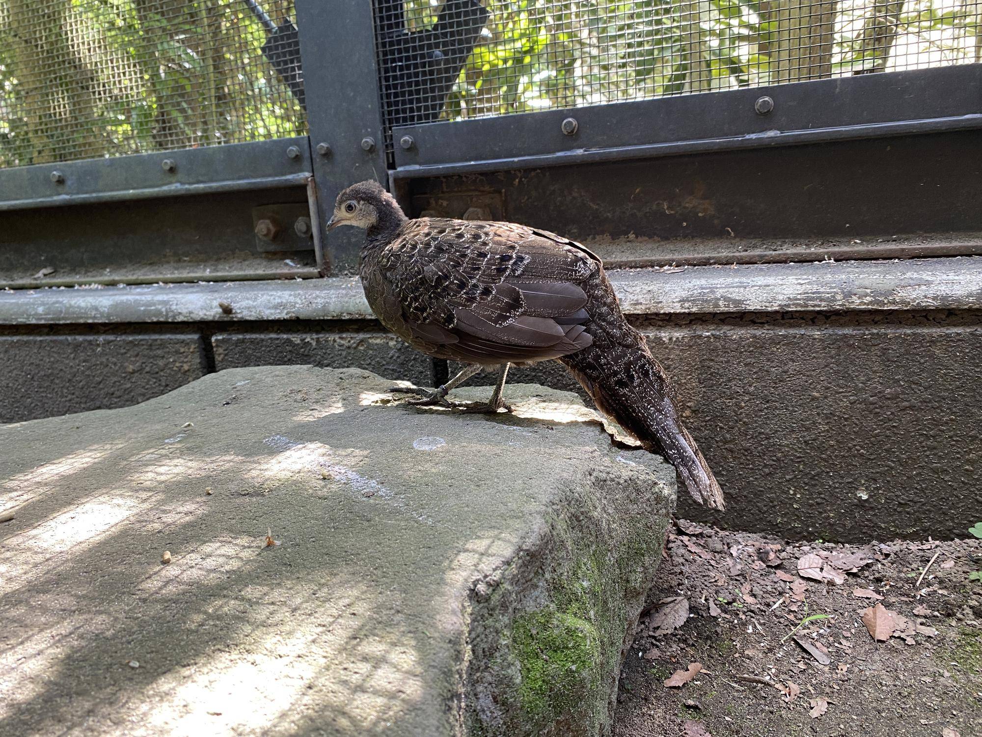 ハイイロコクジャク ピピ最近の様子④の写真