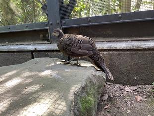 ハイイロコクジャク ピピ最近の様子④