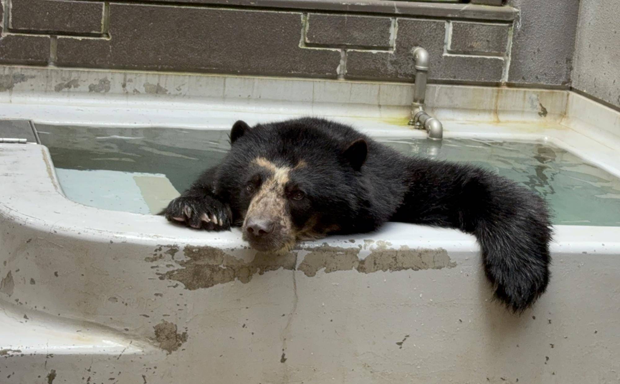 メガネグマの近況報告✨の写真
