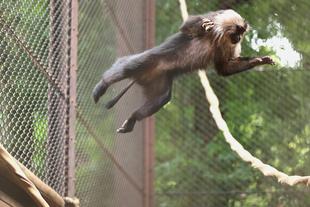 シシオザルの９月