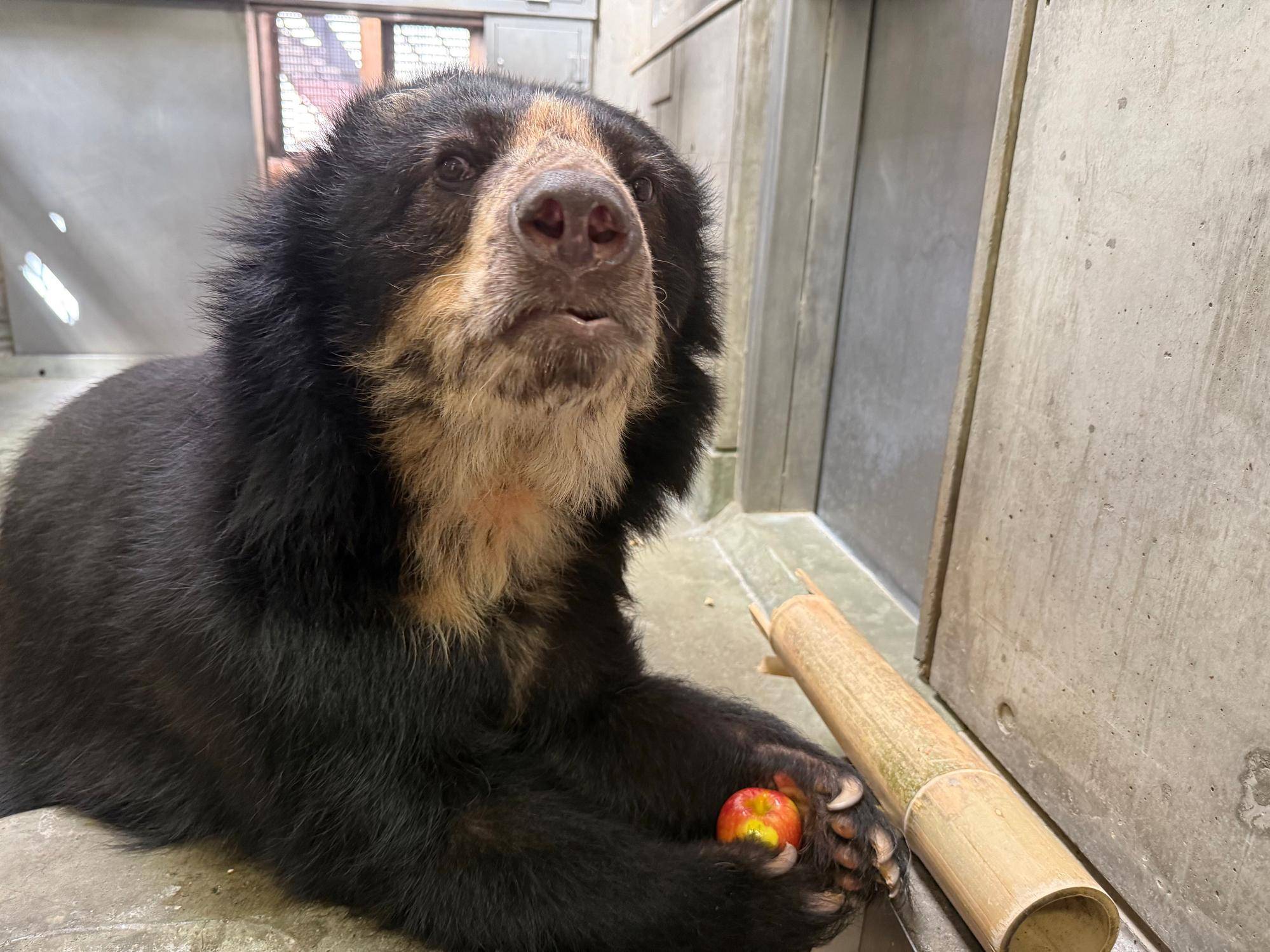 メガネグマの美雨についての写真