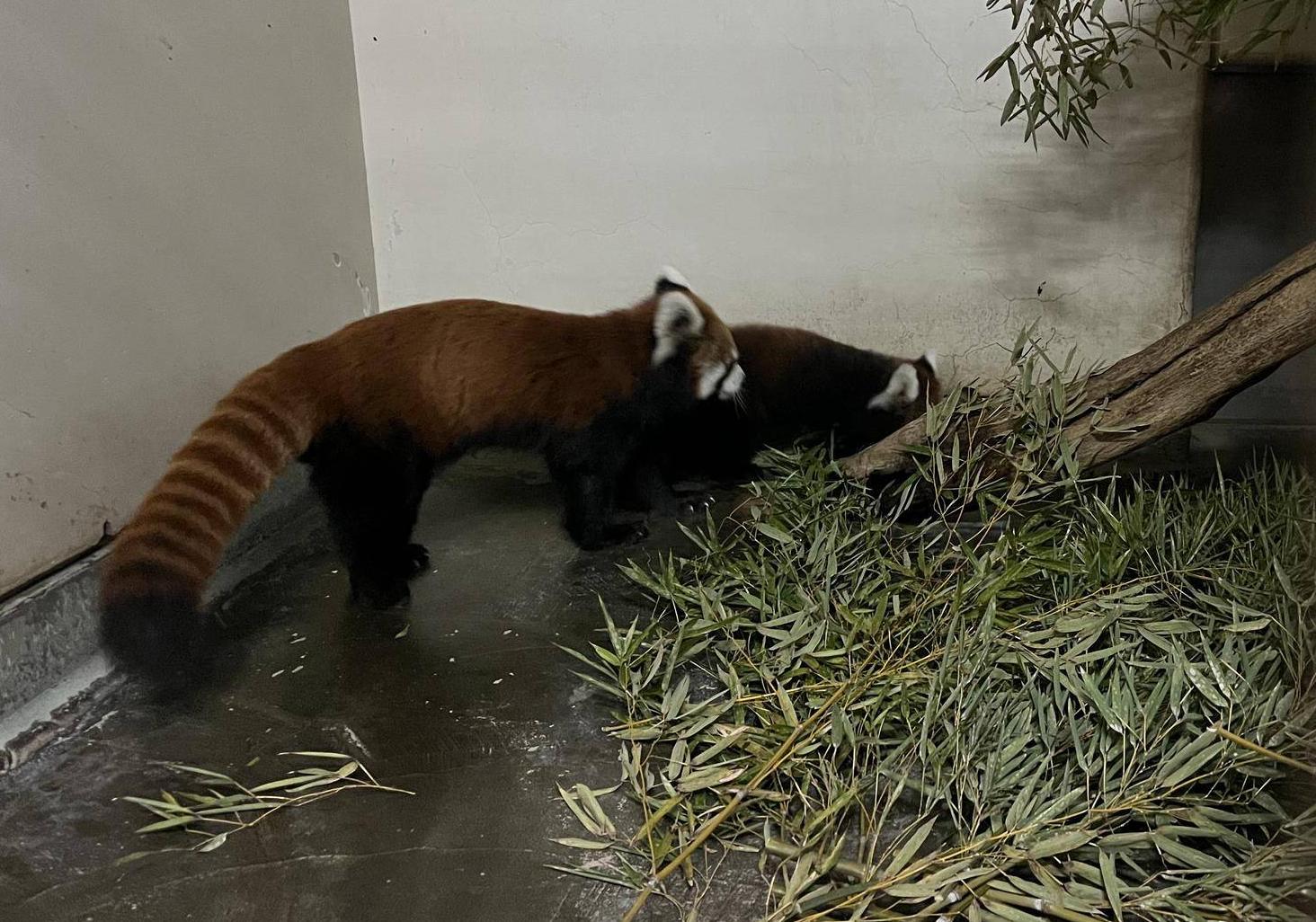 レッサーパンダ 成長記4の写真