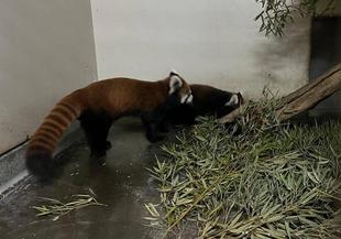 レッサーパンダ　成長記４