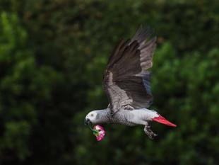 ナイトバードショーを開催しました！