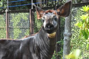 2025年世界オカピの日特別イベント！！