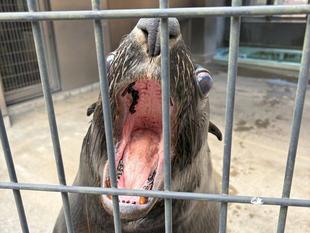 オットセイの魅力紹介その3　～オットセイの口の中！～