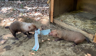 ヤブイヌ通信　ヤブイヌと消防ホース☆*+。