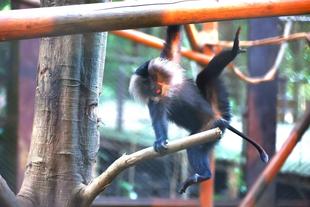 シシオザルの8月