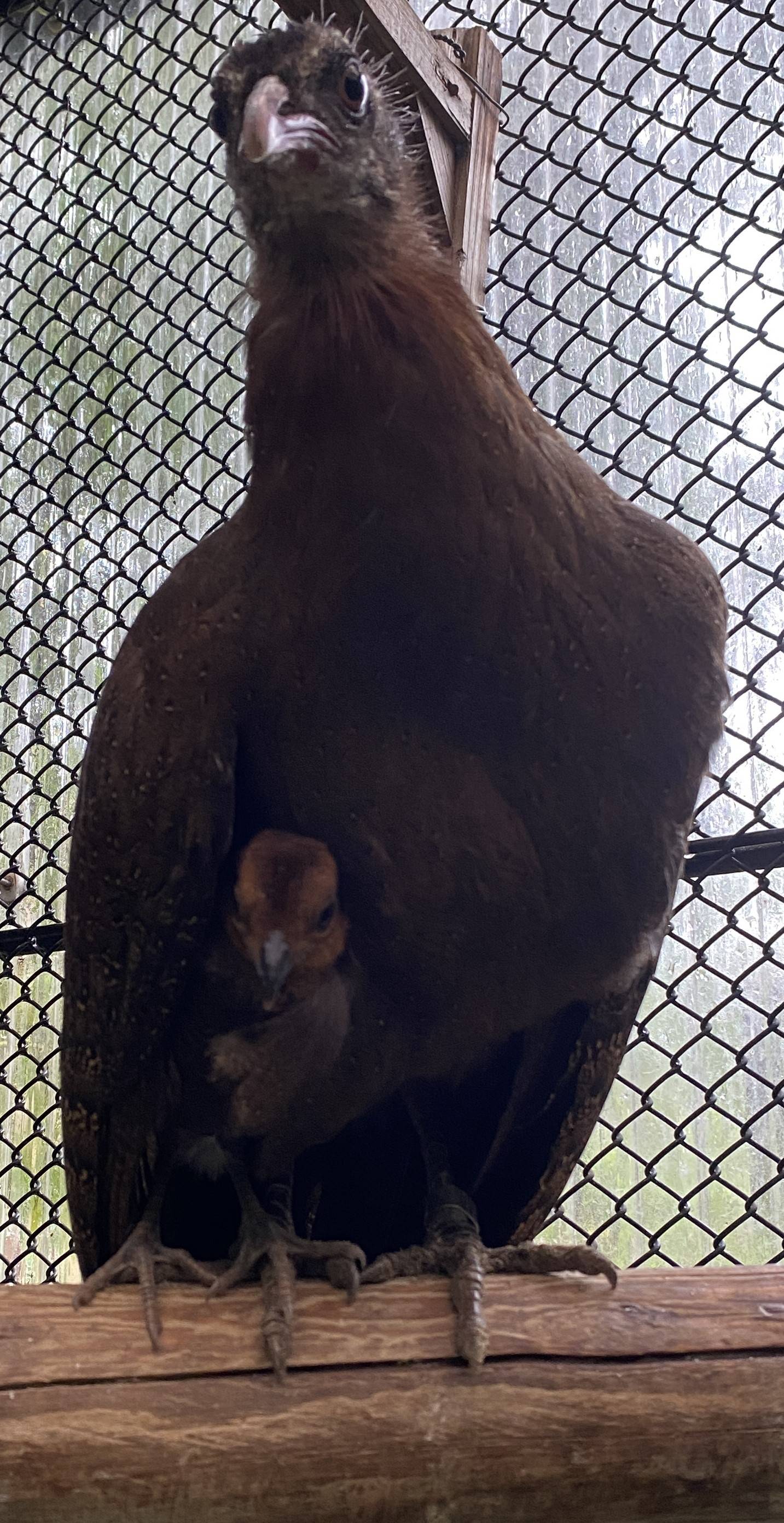 🐤ピヨピヨだより素敵な雨宿り場所☔🐤の写真