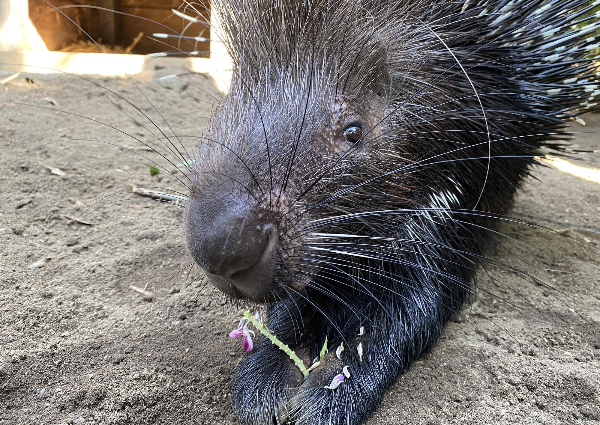 やまあらにっし。 クズの花の写真