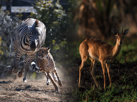 よこはま動物園ズーラシア公式サイト｜公益財団法人 横浜市緑の協会
