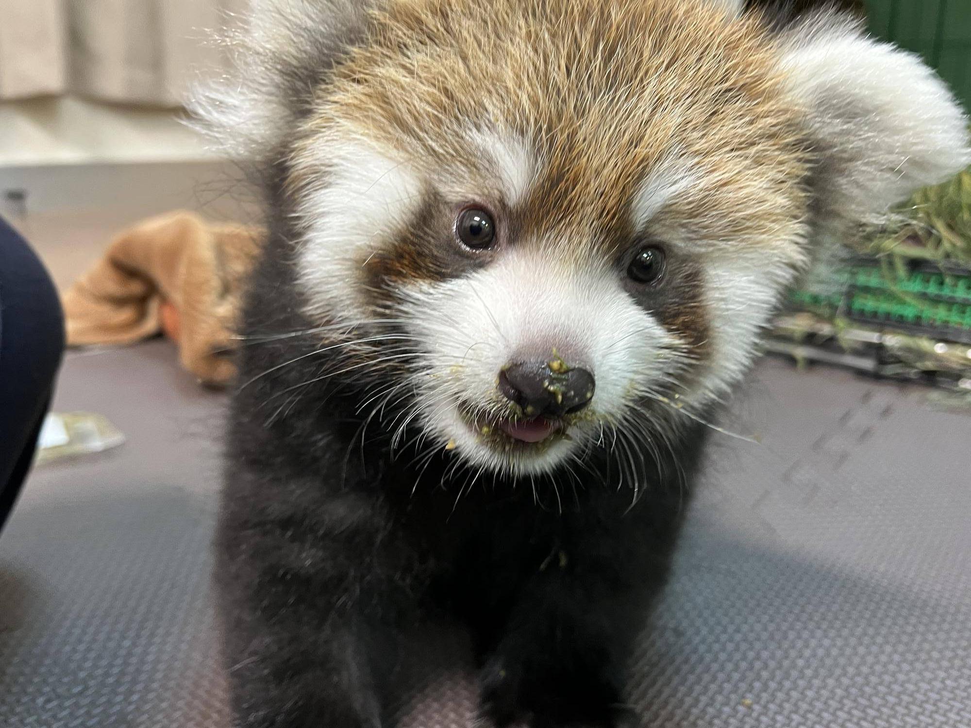 レッサーパンダ 成長記5の写真