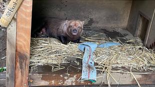 ヤブイヌ通信　楽しいホース