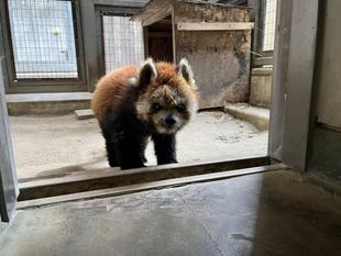 レッサーパンダ　ララの最近２