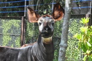今年もやります！世界オカピの日特別イベント★