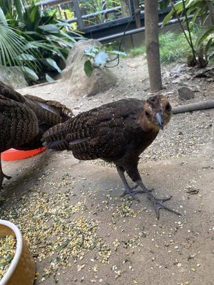 🐤ピヨピヨだより🐤