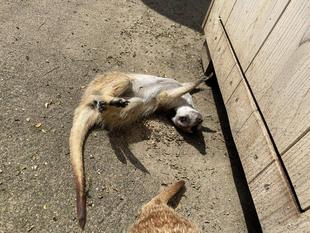 ミーアキャットブログ　個体紹介②