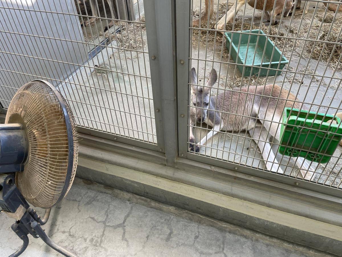 夏のアカカンガルーたち 2025|飼育日誌｜ブログ|よこはま動物園