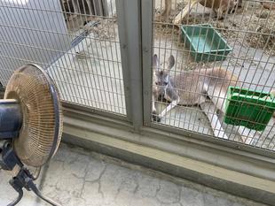 夏のアカカンガルーたち　2025