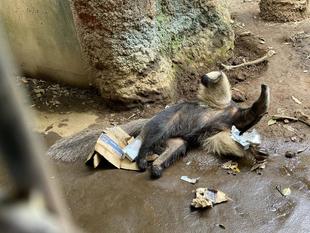 オオアリクイ通信　展示についてのお知らせ♪