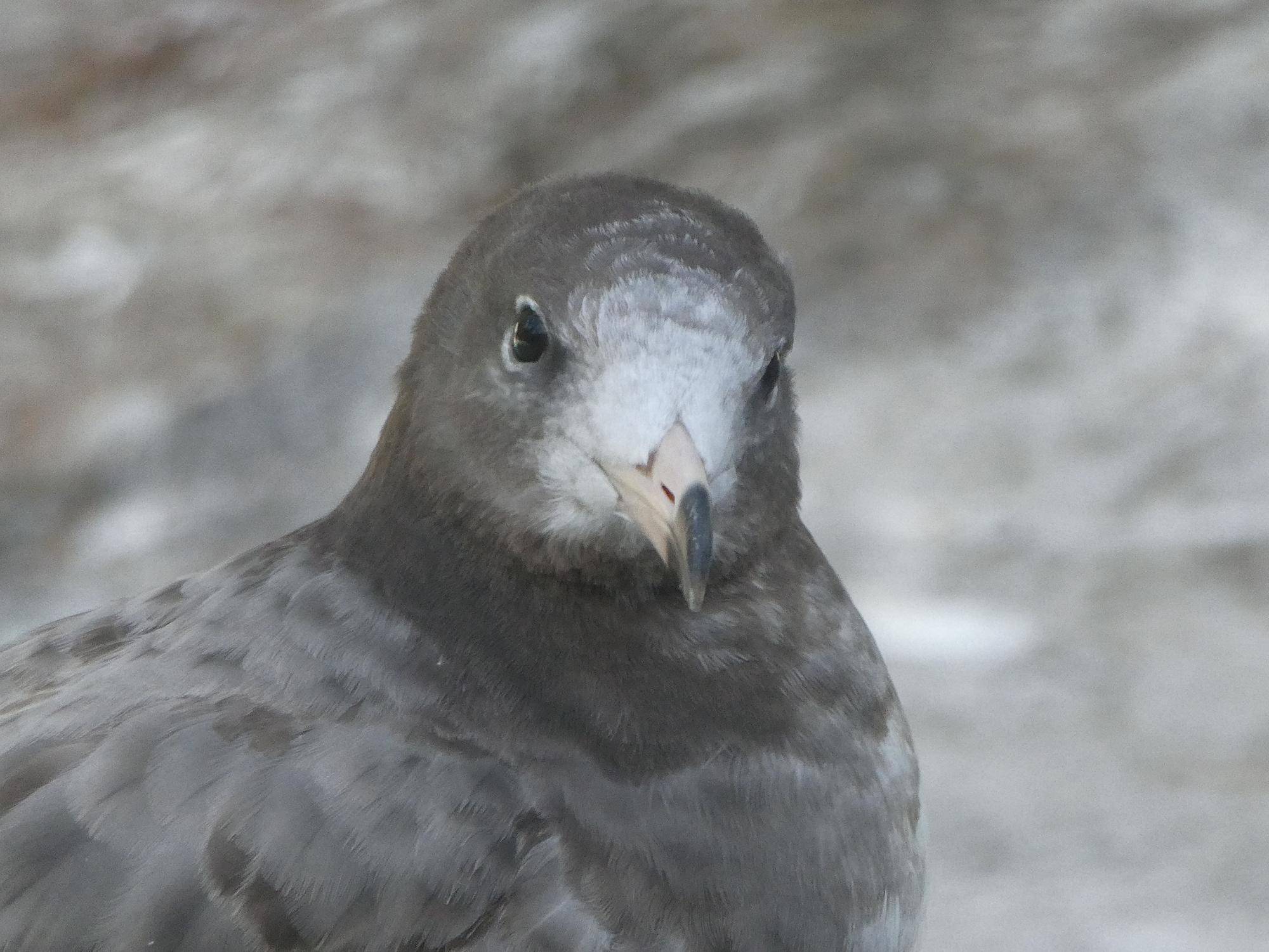 ウミネコ幼鳥の今の写真