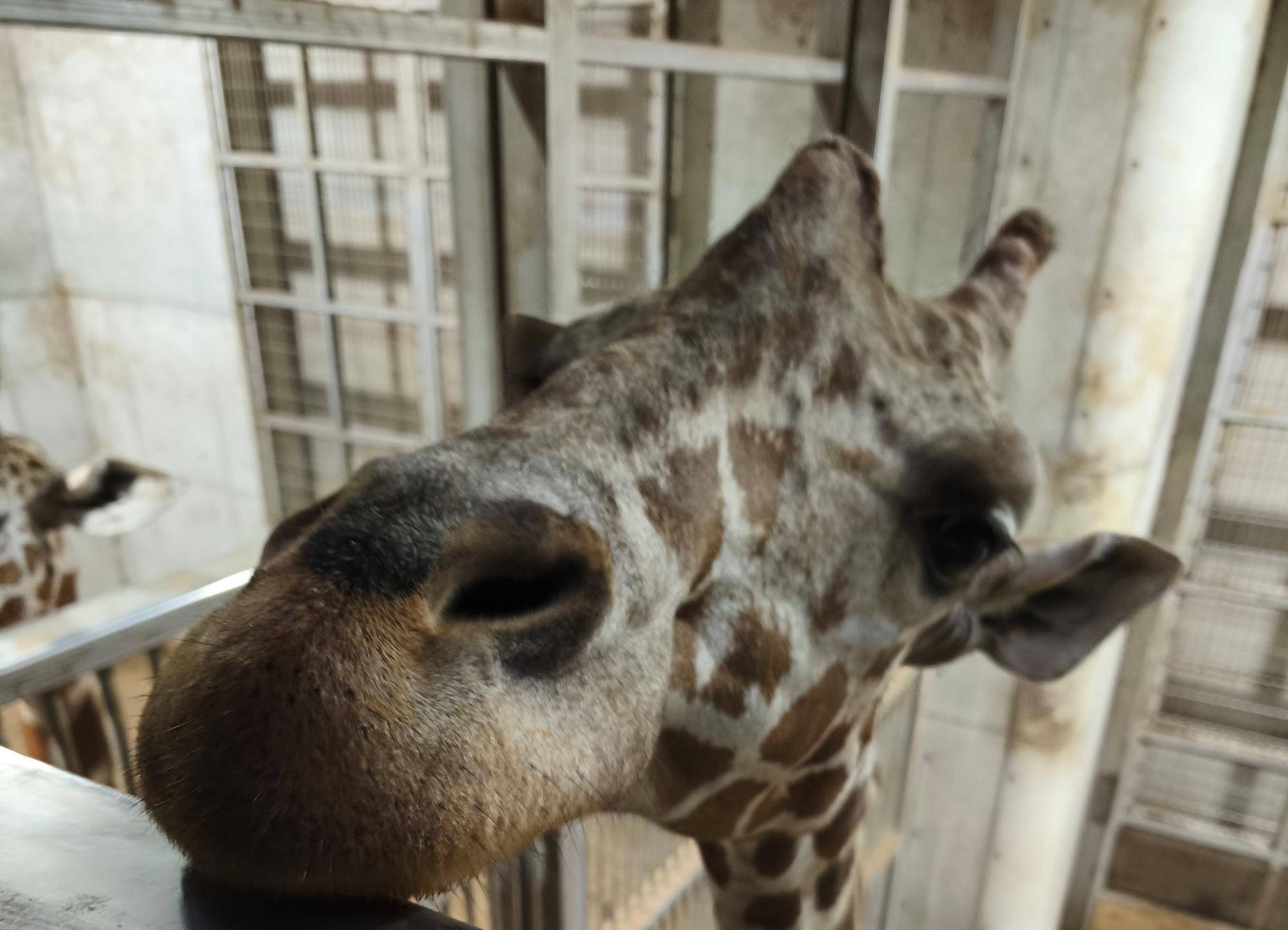 キリン ~おめでとうエレン!!~の写真