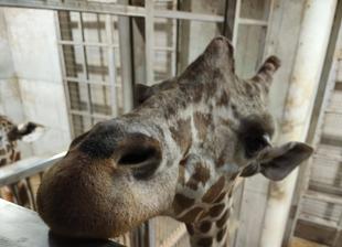 キリン　～おめでとうエレン！！～