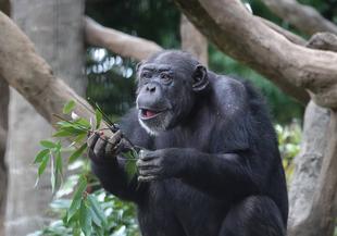 チンパンジーに旬のおやつをプレゼント（9月：ブドウ）
