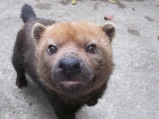 ヤブイヌ通信　若かりし頃のパパマル