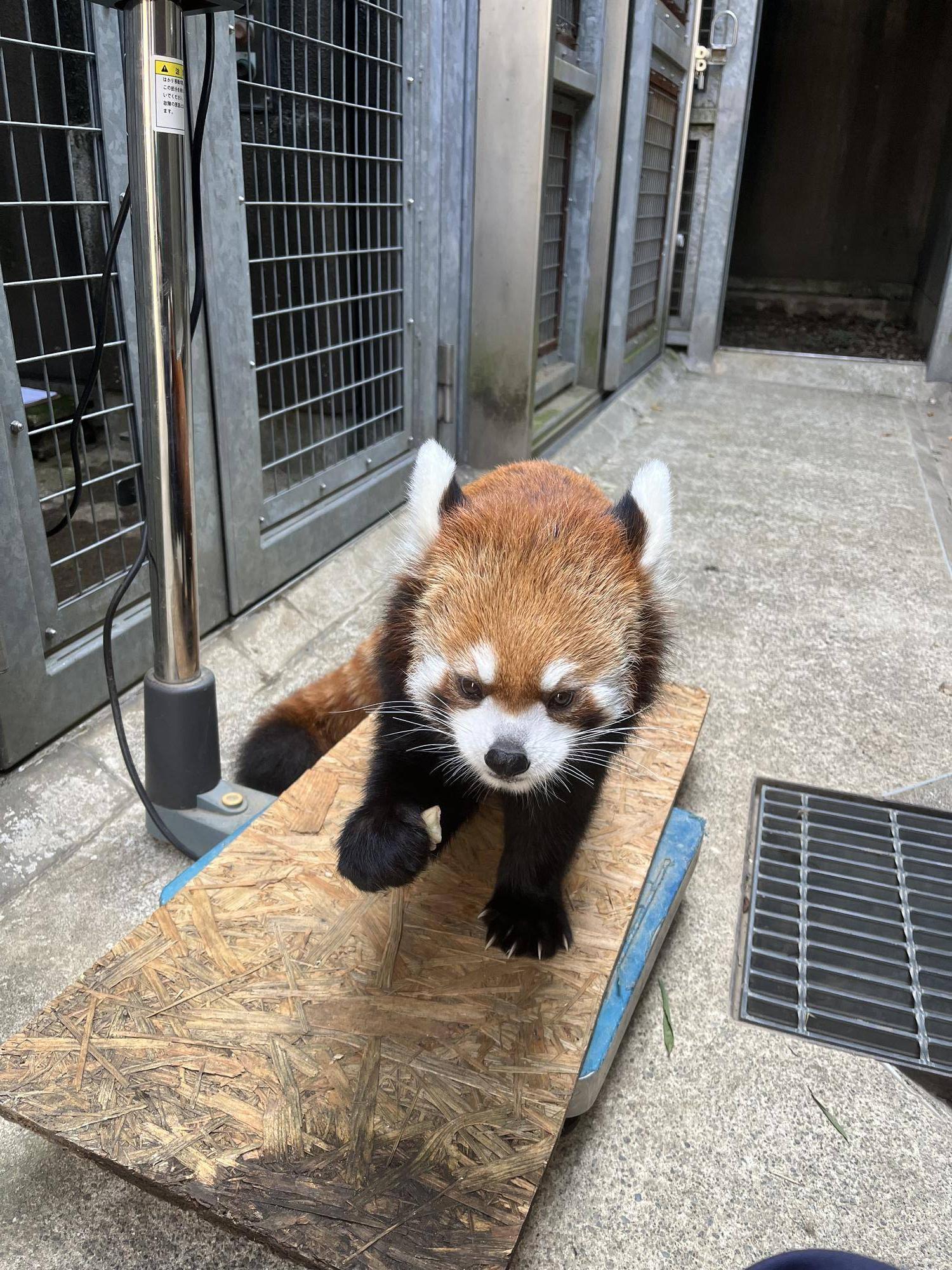 レッサーパンダ キクの体重測定の写真