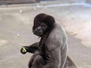 ウーリーモンキーを綺麗に撮っただけ..のブログ📸
