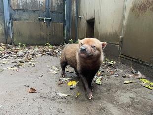 ヤブイヌ通信　フンの話です