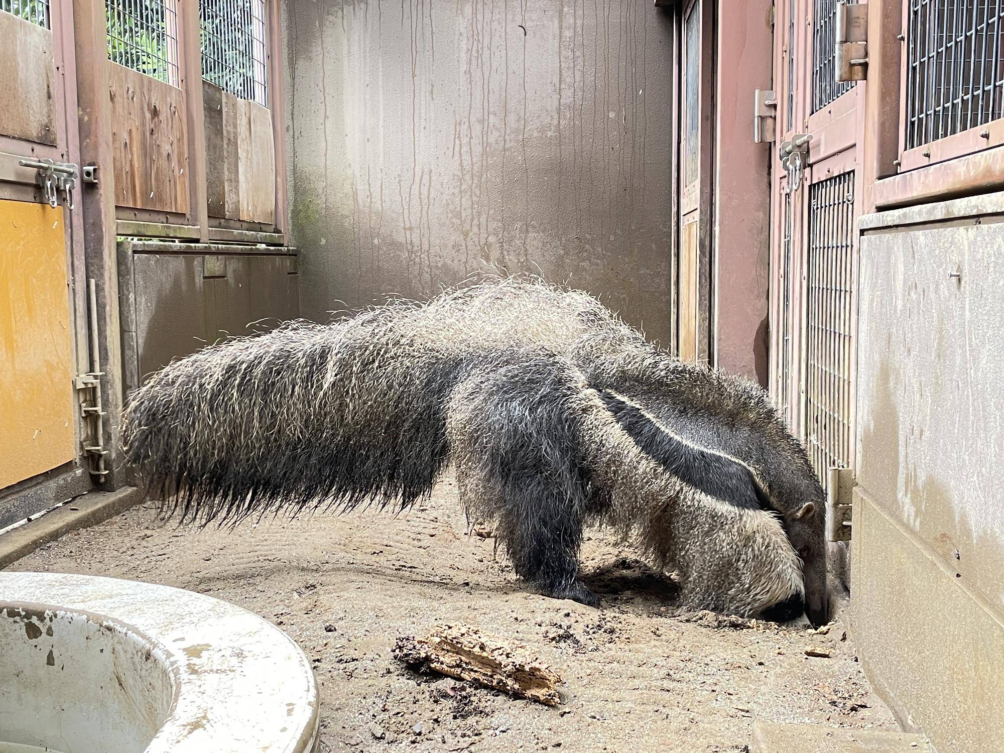 オオアリクイ通信 最近のポピーの写真
