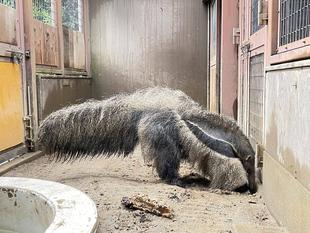 オオアリクイ通信　最近のポピー