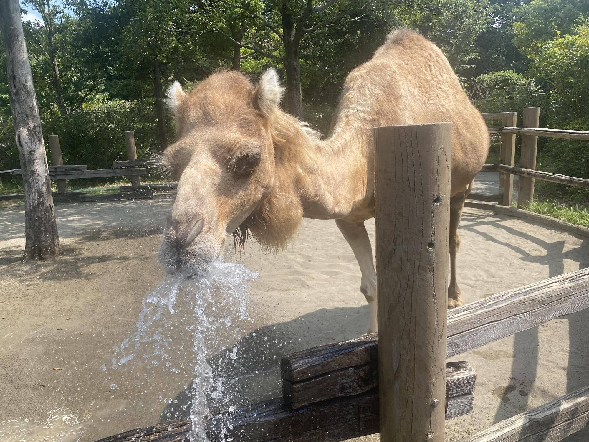 夏の風物詩?の写真
